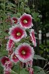 Dcim4929/DSC_4077