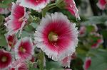Dcim4929/DSC_4080