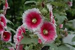 Dcim4929/DSC_4081