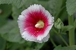 Dcim4929/DSC_4157