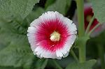 Dcim4929/DSC_4162