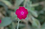Dcim4929/DSC_4176