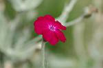 Dcim4929/DSC_4177