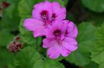 Dcim4929/DSC_4181