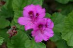 Dcim4929/DSC_4182