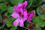 Dcim4929/DSC_4184