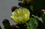 Dcim4929/DSC_4200