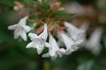 Dcim4929/DSC_4207
