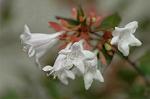 Dcim4929/DSC_4210