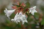 Dcim4929/DSC_4211