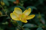 Dcim4929/DSC_4224