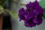 Dcim4930/DSC_4363