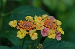 Dcim4930/DSC_4367