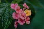 Dcim4930/DSC_4370