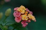 Dcim4930/DSC_4371
