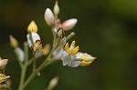 Dcim4932/DSC_4457