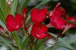 Dcim4932/DSC_4502