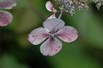 Dcim4933/DSC_4616