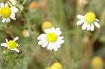 Dcim4935/DSC_4754