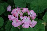 Dcim4949/DSC_6455
