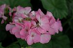 Dcim4949/DSC_6456