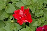 Dcim4950/DSC_6491