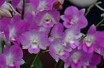Dcim4950/DSC_6513