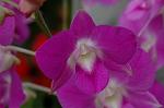 Dcim4950/DSC_6522