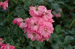 Dcim4956/DSC_7383