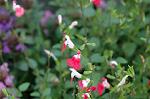 Dcim4957/DSC_7395