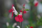 Dcim4957/DSC_7397