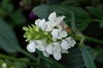 Dcim4957/DSC_7404