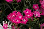 Dcim4957/DSC_7409