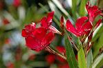 Dcim4962/DSC_7881