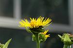 Dcim4965/DSC_8107
