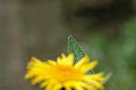 Dcim4965/DSC_8109
