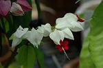 Dcim4965/DSC_8167