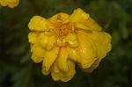 Dcim4971/DSC_8827