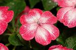 Dcim4971/DSC_8842