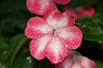Dcim4971/DSC_8843
