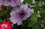 Dcim4971/DSC_8847