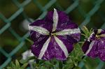Dcim4971/DSC_8859