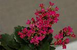 Dcim4971/DSC_8867