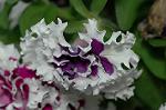 Dcim4971/DSC_8873