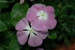 Dcim4971/DSC_8886