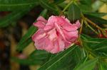 Dcim4973/DSC_9128