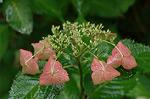 Dcim4973/DSC_9134