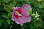 Dcim4973/DSC_9162