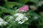 Dcim4974/DSC_9242
