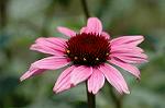 Dcim4987/DSC_0776